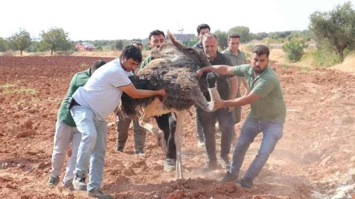 Sahipsiz deve kuşu Gaziantep'e getirildi