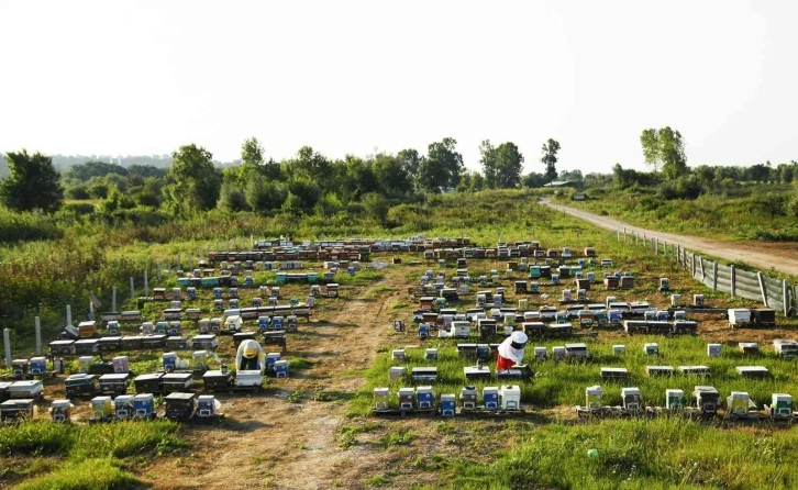 Sakarya Büyükşehir bu proje ile bir yılda 29 ton bal üretti
