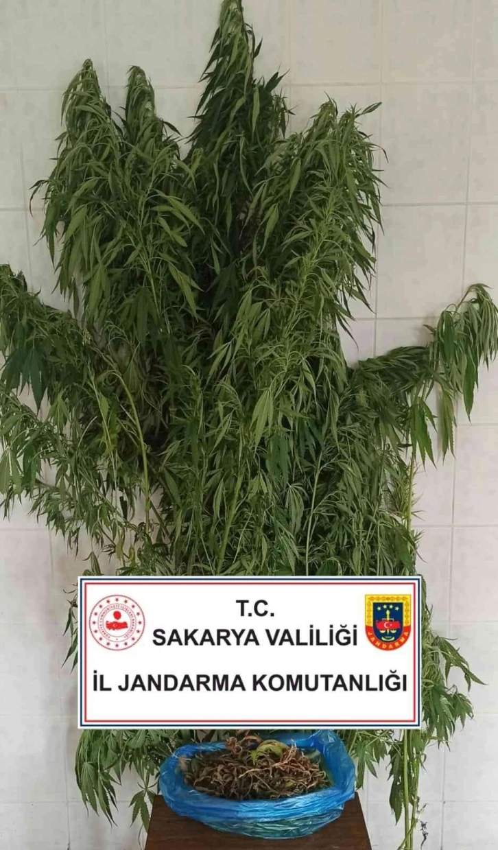 Sakarya’da jandarma suça geçit vermiyor
