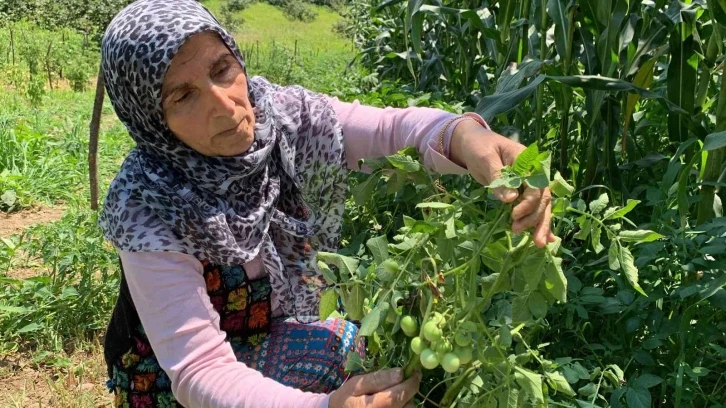 Sakarya’da şaşırtan olay: Tarlalarına patates ektiler, domates çıktı
