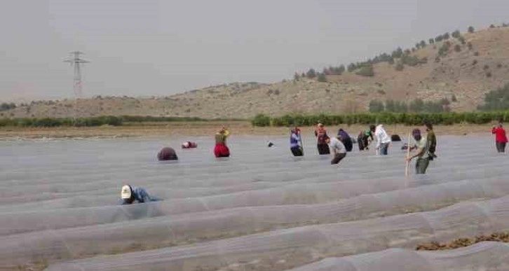 Salçalık biber fideleri toprakla buluştu