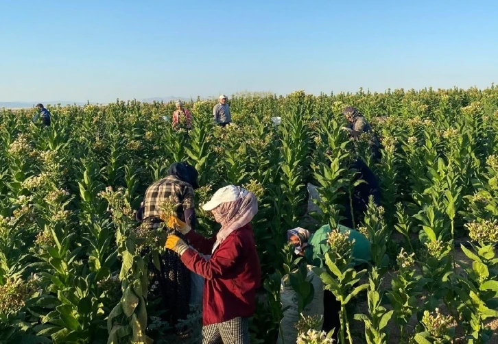 Samsat’ta tütün hasadı başladı
