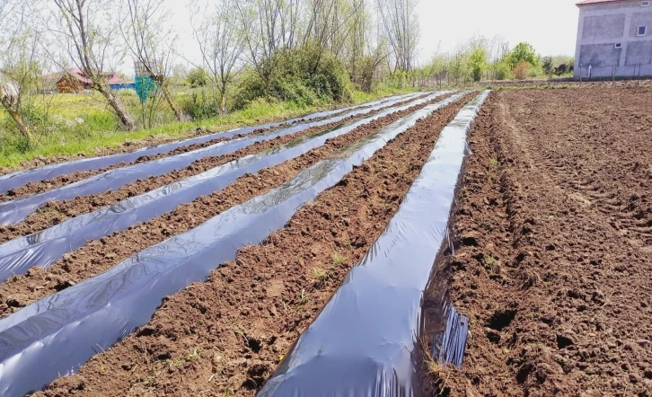 Samsun’da çilek üretimi yaygınlaşıyor
