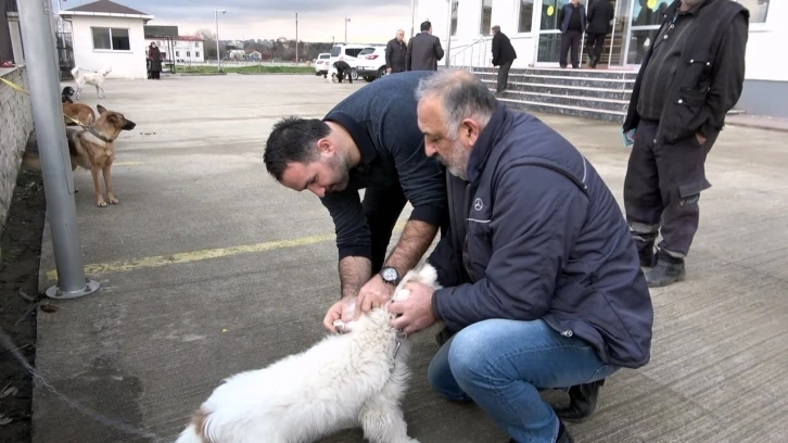 Samsun’da evcil hayvanların kimliklendirme çalışmaları sürüyor
