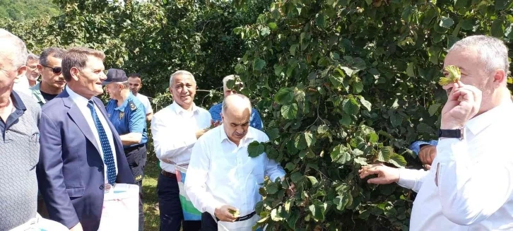 Samsun’da fındık hasat etkinliği: 112 bin 500 ton rekolte bekleniyor
