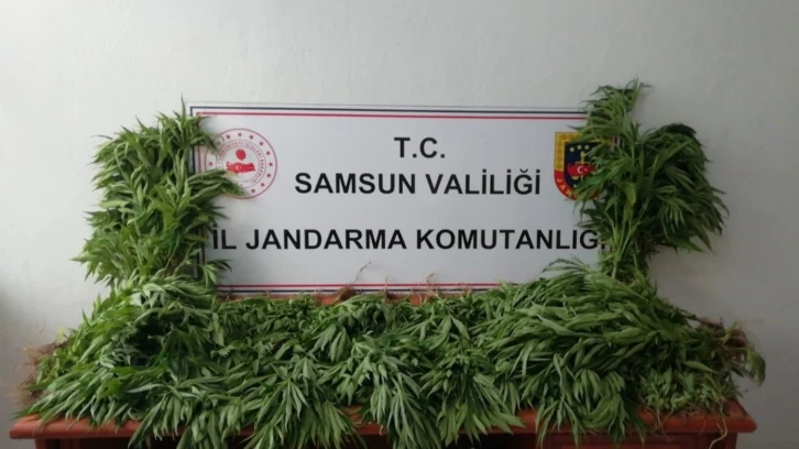 Samsun’da jandarma tarafından kubar esrar ve tarlada ekili kenevir ele geçirildi
