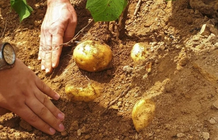 Samsun’da patates üretimi artıyor
