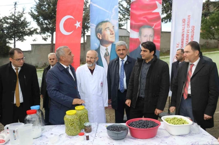 Samsun’da zeytin tarımı tekrardan canlanıyor
