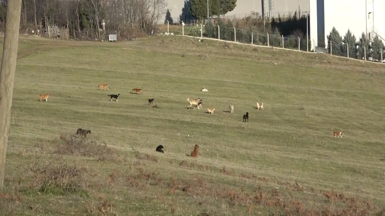 Samsun’un kırsal mahallelerinde başıboş köpek istilası: Mahalleli korku içinde
