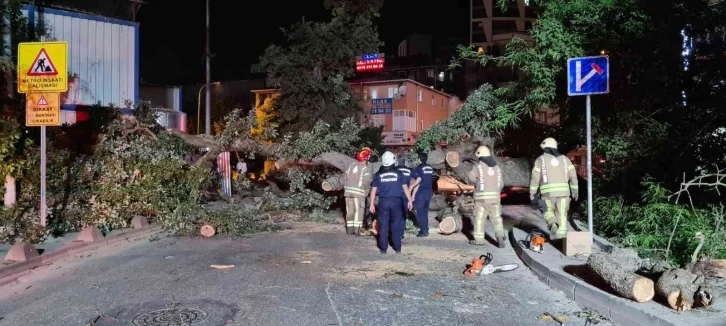 Sancaktepe’de asırlık ağaç yola devrildi
