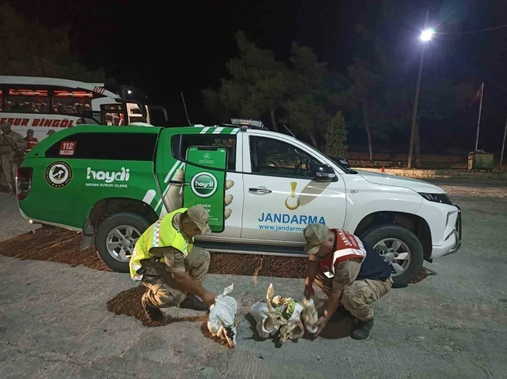 Şanlıurfa’da çuvallara sarılmış halde 4 yaralı ceylan yavrusu ele geçirildi
