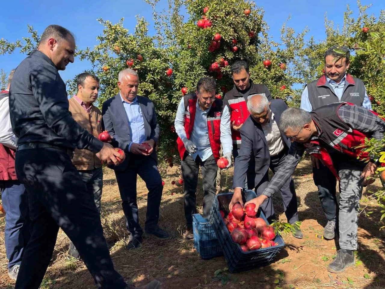 Şanlıurfa’da üretilen Hicaz Narı dünyaya ihraç ediliyor
