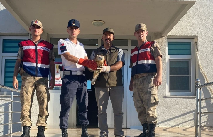 Şanlıurfa’da yaralı bulunan kızıl şahin tedavi altına alındı
