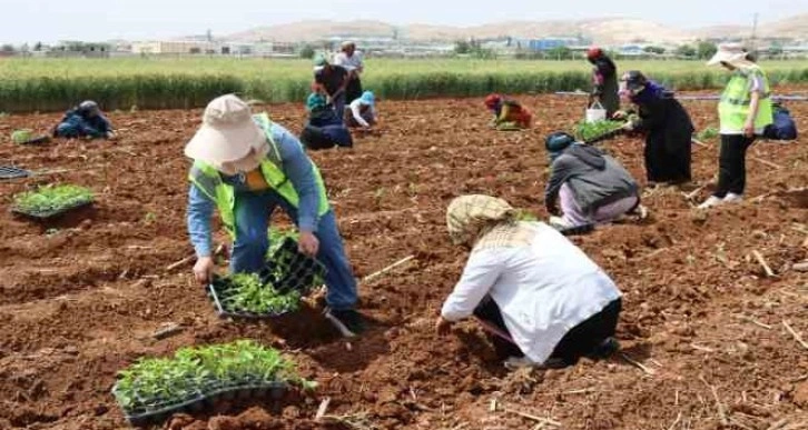 Şanlıurfa’da 200 bin isot fidesi toprakla buluştu