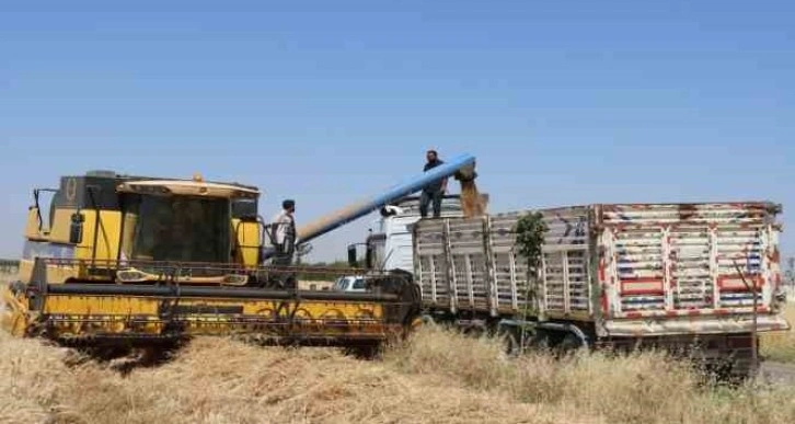 Şanlıurfa’da buğday hasadı başladı