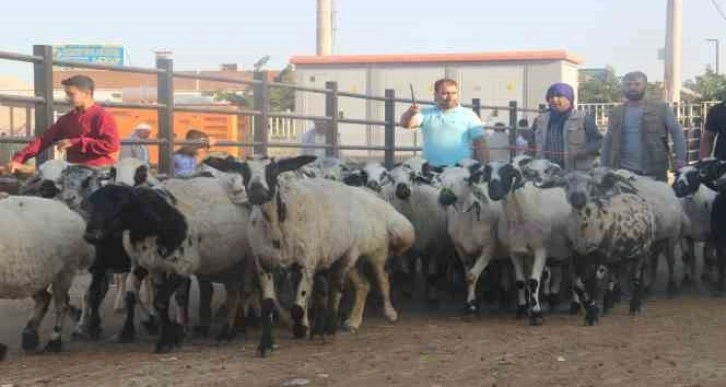 Şanlıurfa’da kurban pazarları hareketlendi