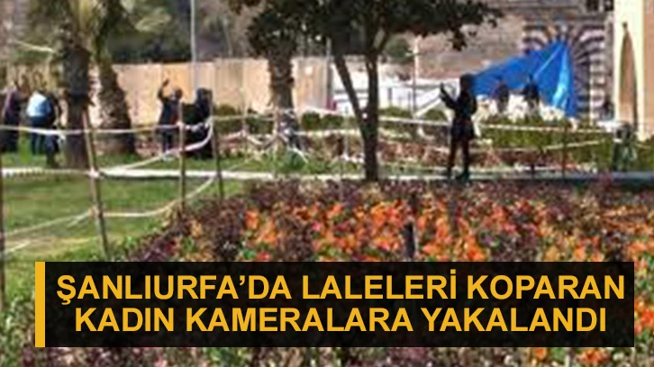 Şanlıurfa’da laleleri koparan kadın kameralara yakalandı