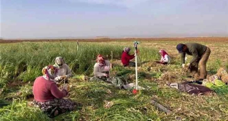 Şanlıurfa'da sarımsak alternatif ürün oldu