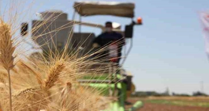 Şanlıurfa’da Türk mühendisler yerli ve milli tohum geliştirdi