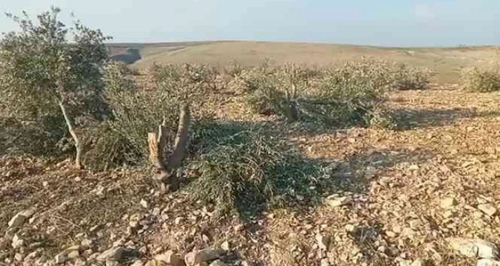 Şanlıurfa’da yüzlerce zeytin ağacı kimliği belirsiz kişilerce kesildi