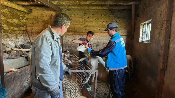 Şaphane’de küçükbaş hayvan küpeleme ve aşılama çalışmaları
