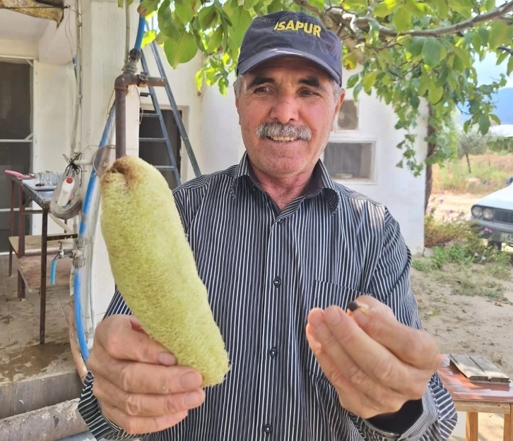 Sarıgöl’de lif kabağı bereketi
