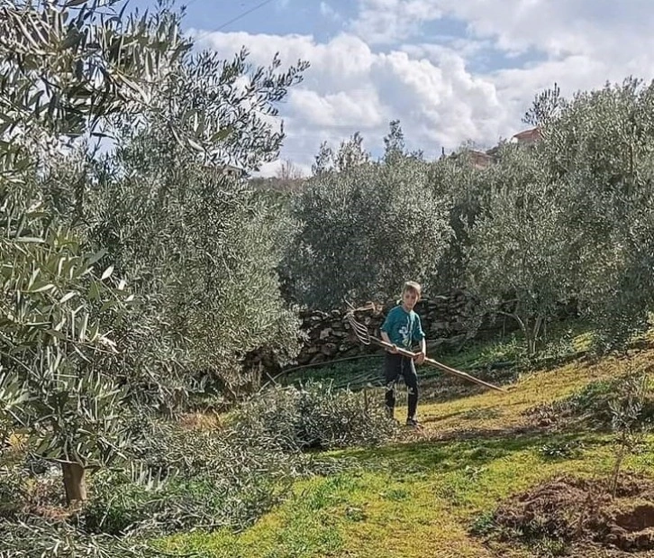 Sarıgöl'de Zeytin Ağaçlarına İlgi