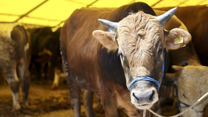 Satılamayan kurbanlıkları devlet alacak! Fiyatlar belirlendi