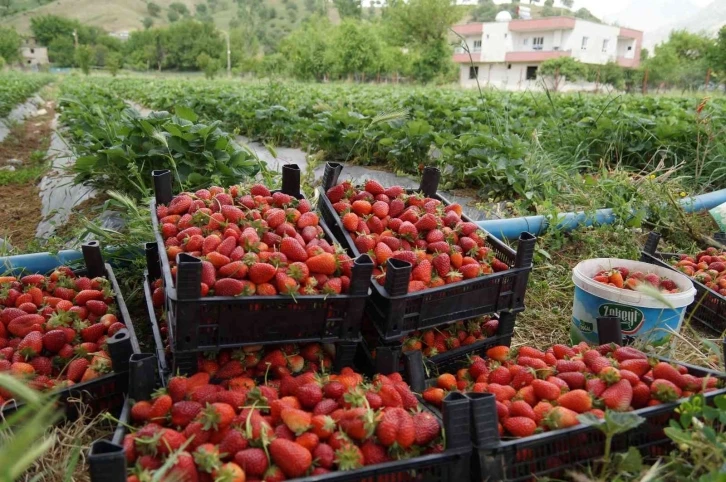 Savaş halinde olan Rusya ve Ukrayna’ya Sason çileği
