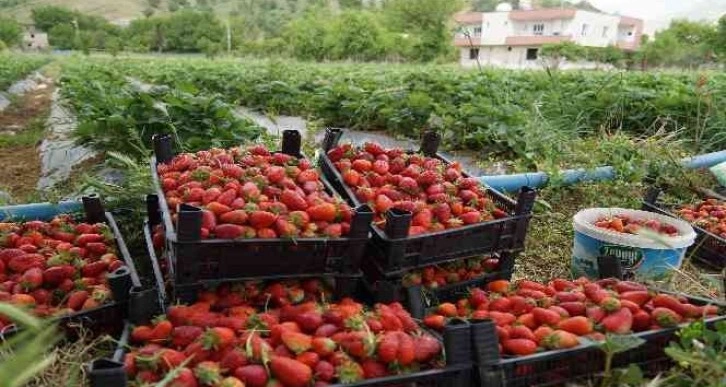 Savaş halinde olan Rusya ve Ukrayna’ya Sason çileği