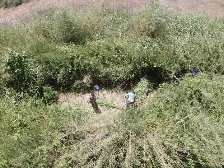 Sazlıklar arasında kenevir üretimine jandarma baskını
