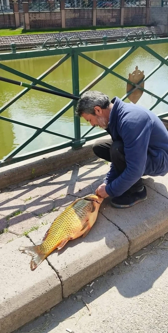 Şehir merkezinde yakalanan 6 kiloluk sazan şaşırttı
