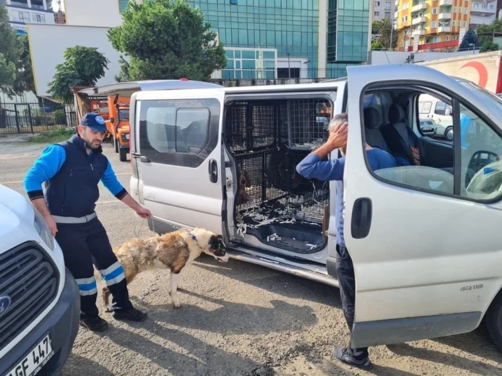 Sel mağduru sahipsiz canlar yeni yuvalarına kavuşuyor
