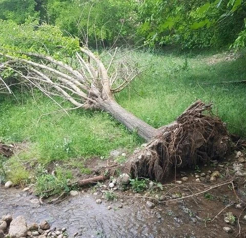 Sel suları meyve ağaçlarını vurdu
