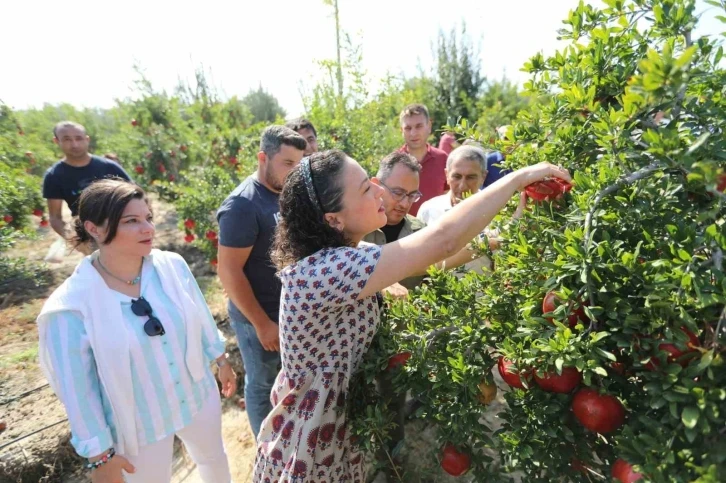 Selçuk nar tanesi ile şenlendi: Üreticiye destek, ürünlere tanıtım
