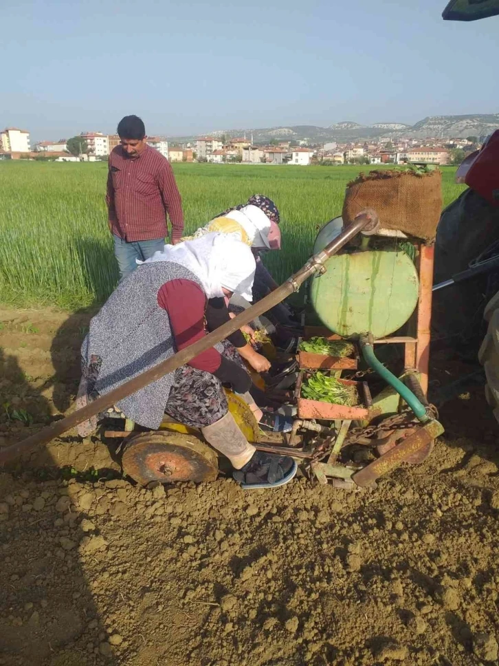 Selendi’de tütün üreticisinin tatlı telaşı başladı
