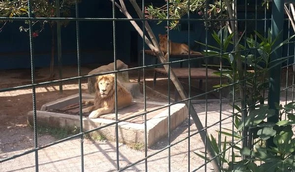 Selfie için kafese giren aileye saldıran aslan, çocuğun saçlı derisini kopardı