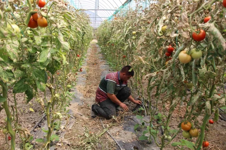 Seralara çakallardan sonra yaban domuzları dadandı
