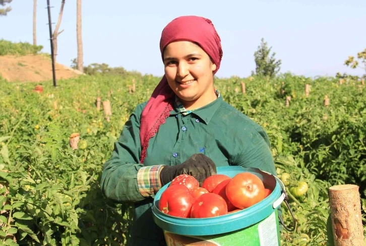 Seralardan değil, yaylalardan sofralara geliyor
