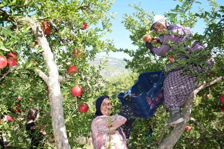 Seranın merkezi Kumluca’da nar bereketi
