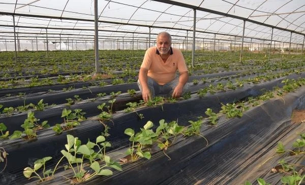 Serik'te çilek dikimine başlandı