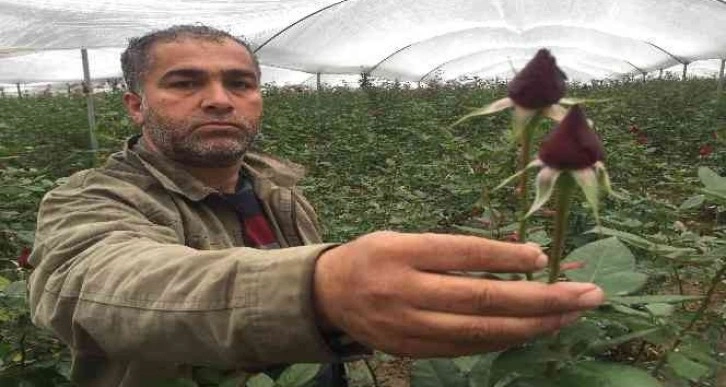 Sevgililer Günü öncesi gülü soğuk vurdu