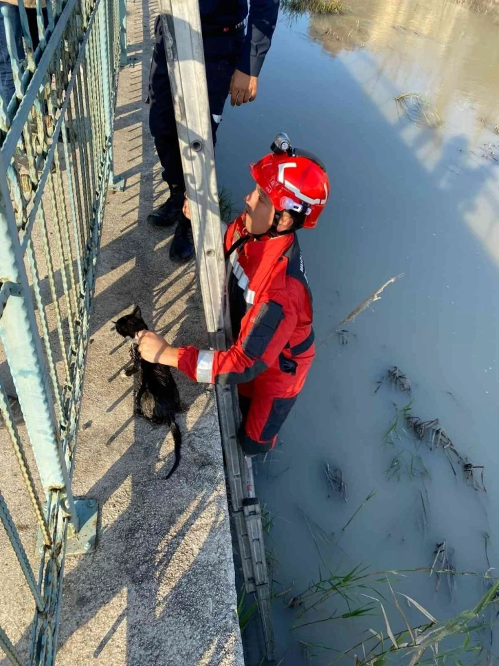 Seydikemer’de Çaya düşen kediyi İtfaiye kurtardı
