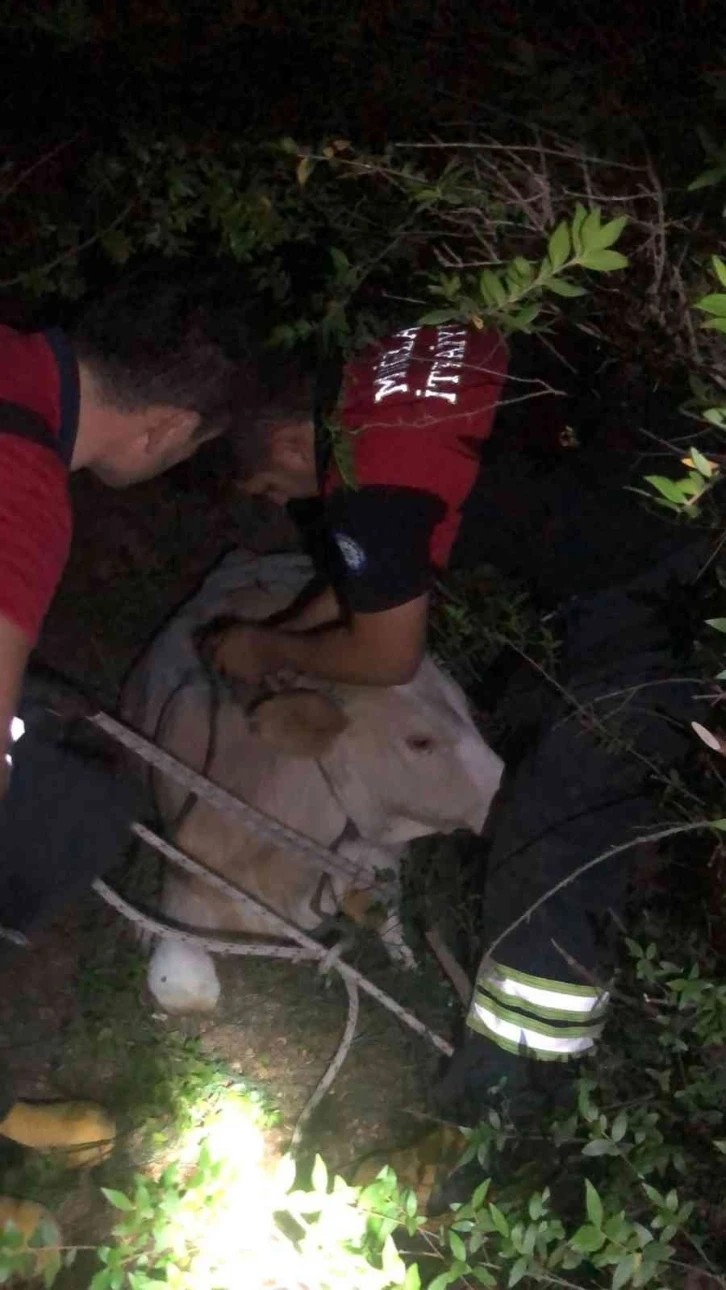 Seydikemer’de çukurda mahsur kalan inek kurtarıldı
