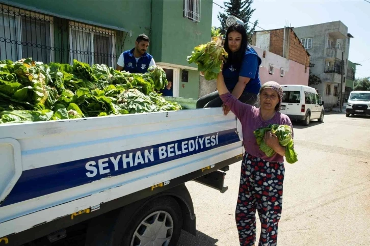 Seyhan Belediyesi ürettiği marulları halka dağıttı
