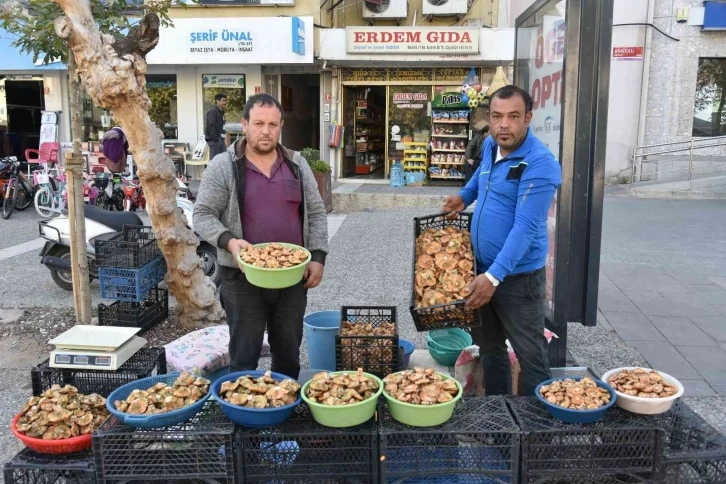 Sezonun ilk melki mantarları Sındırgı’dan
