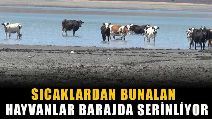 Sıcaklardan bunalan hayvanlar barajda serinliyor