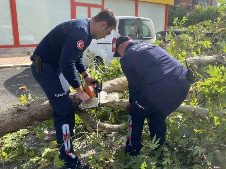 Şiddetli rüzgara dayanamayan çınar ağacı yola devrildi
