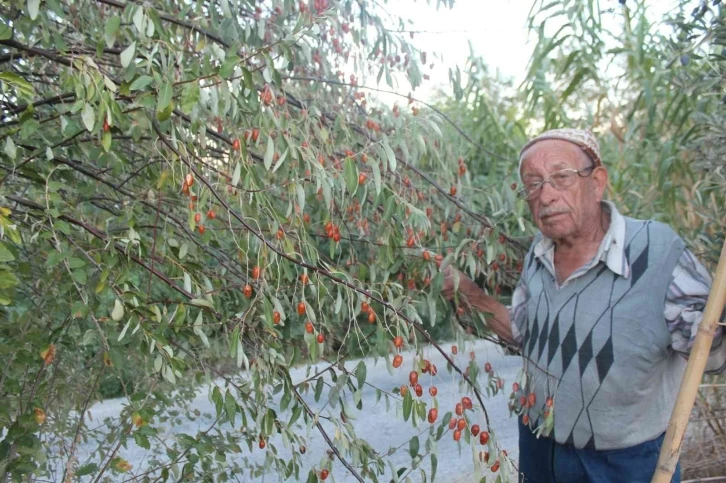 Şifa kaynağı iğdenin hem tüketimi hem de ağaç sayısı azalıyor
