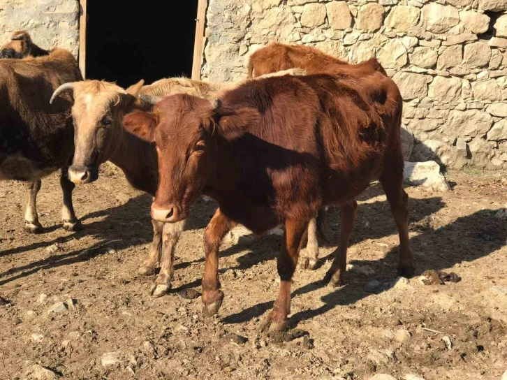 Sığır besicileri desteklenerek yerli ırk koruma altına alınıyor
